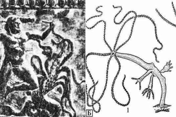 Kraken домен
