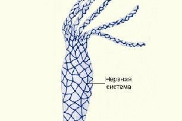 Kraken ссылка kraken torion